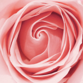 Image pour le parfum Rose